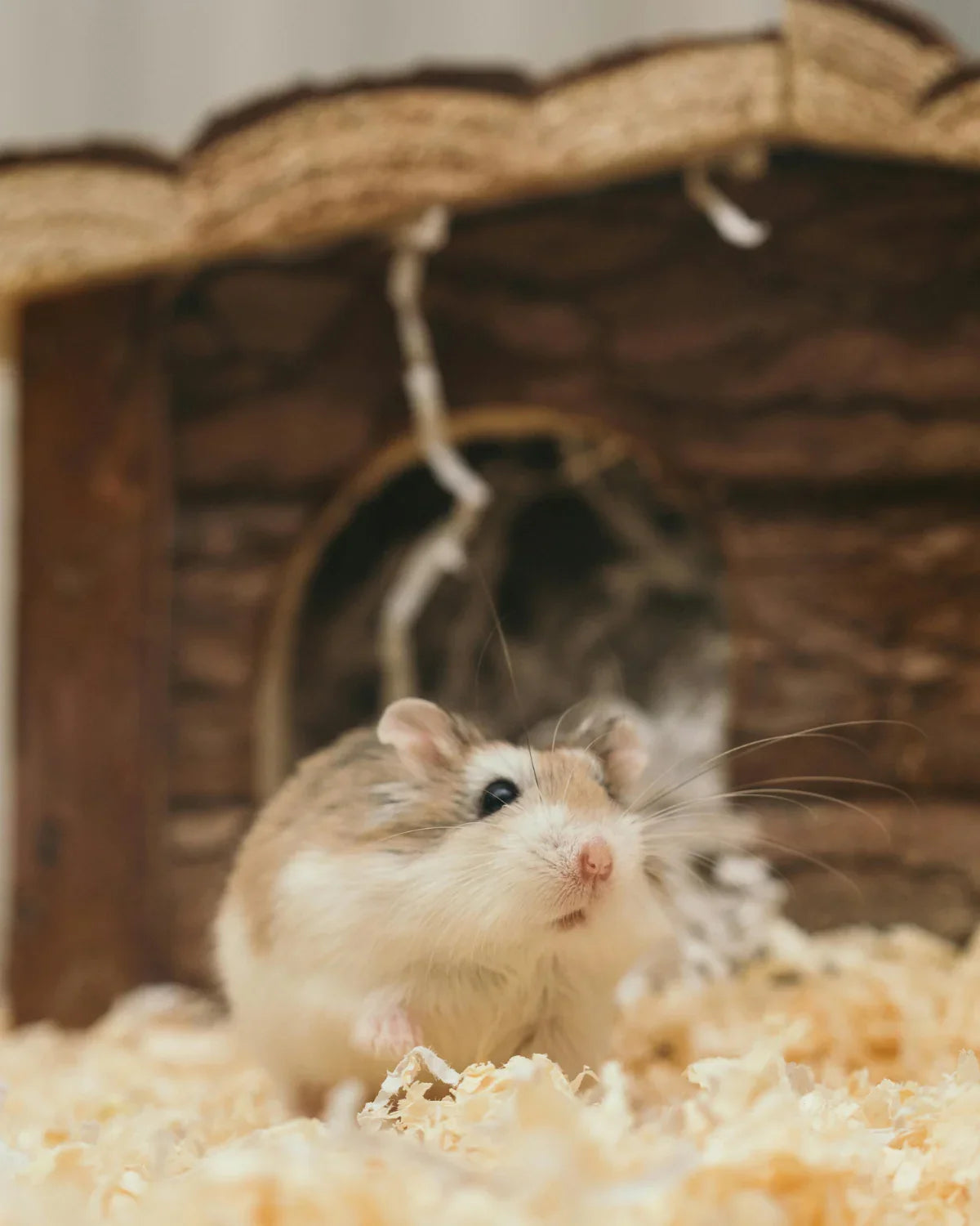 How To Keep Your Hamster Warm At Home Without Running Up A Huge Energy Bill
